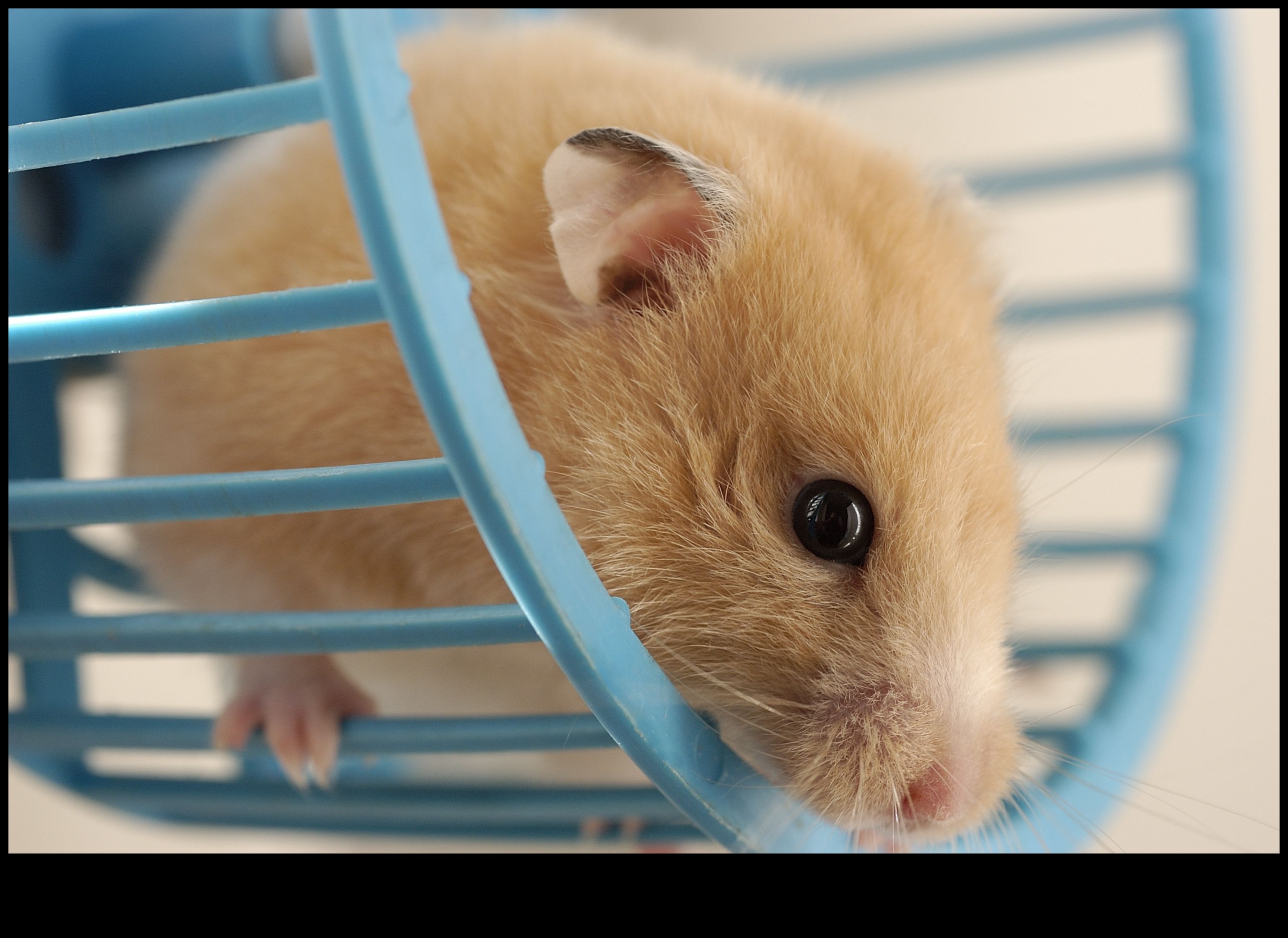 Hamster Çarkı Güvenliği Devamı: Doğru Temizlik ve Bakım