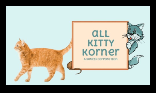 Kitten Korner: Genç Kedi Sahipliği Dünyasında Gezinmek