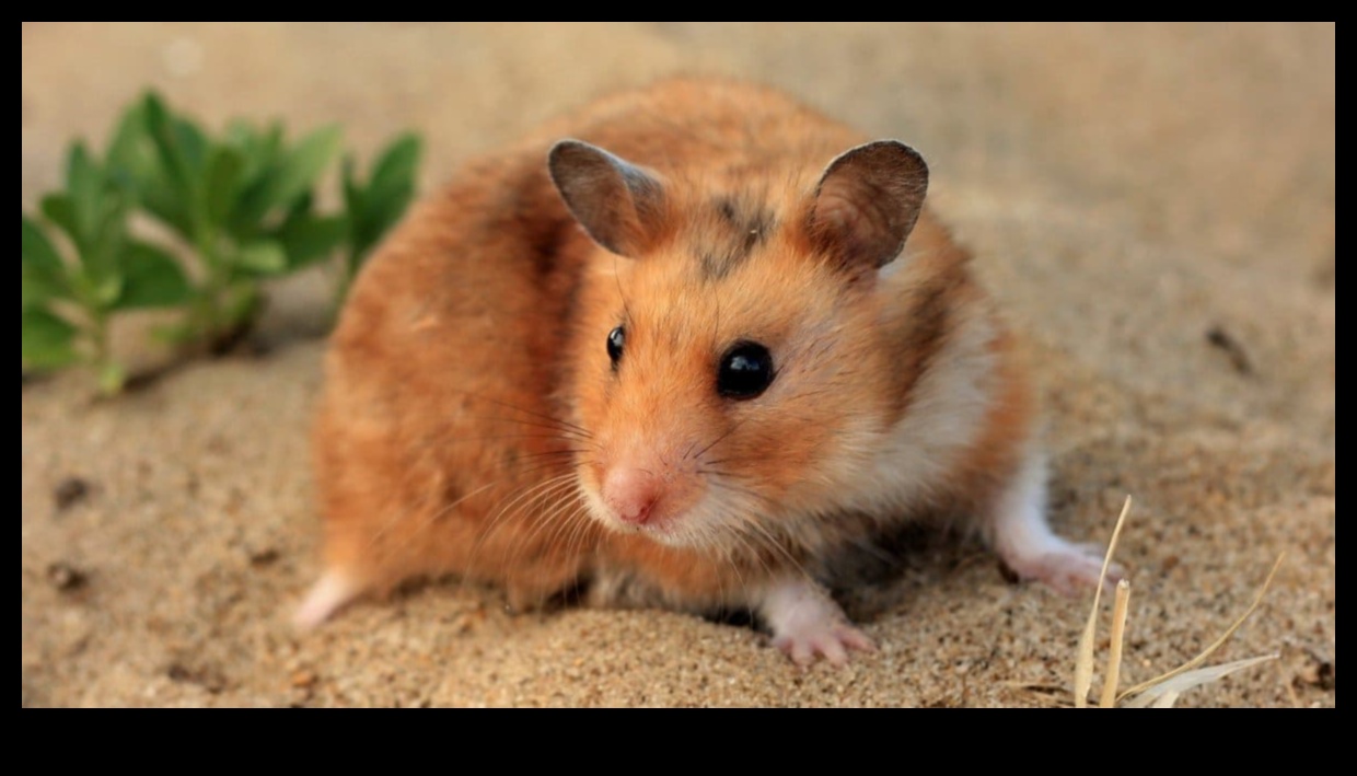 Hamster Uyku Düzenleri: Gece ve Gündüz Alışkanlıklarını Anlamak