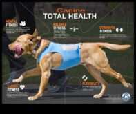 Mutlu, Sağlıklı Bir Köpek için Köpek Kardiyo Eğlencesi ve Fitness