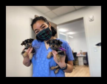 Pocket Pet Playdate: Arkadaşlık için küçük hayvanları sosyalleştirmek