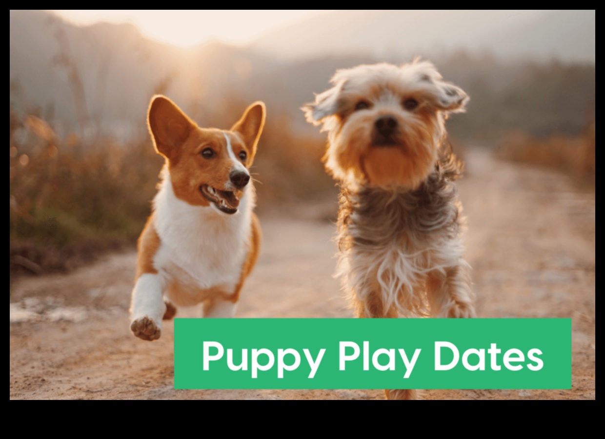 Pocket Pet Playdate: Arkadaşlık için küçük hayvanları sosyalleştirmek