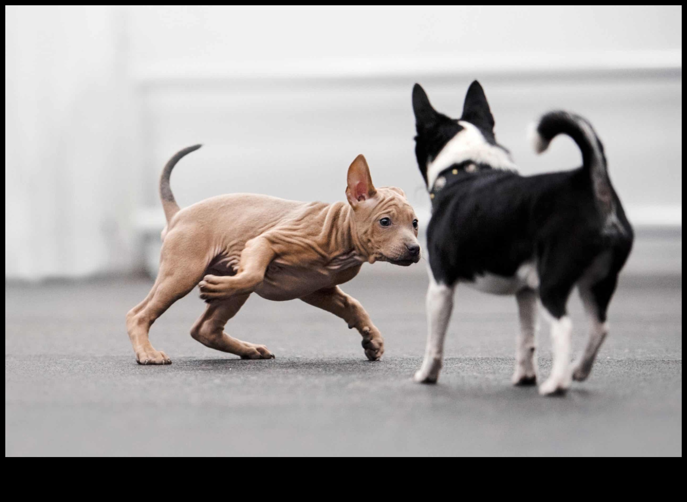 Pocket Pet Playdate: Arkadaşlık için küçük hayvanları sosyalleştirmek